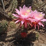 Trichocereus candicans ssp. pseudocandicans, Chilecito, Argentina fl. fuchsia ©JL.jpg